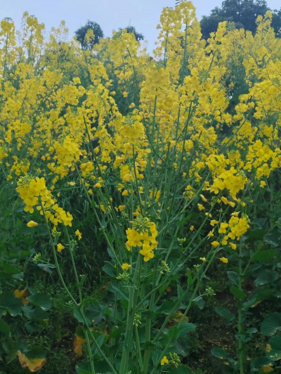 油菜花儿多什么
