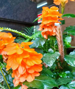 小众送妈妈的花有哪些花