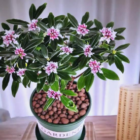 小众送妈妈的花有哪些花