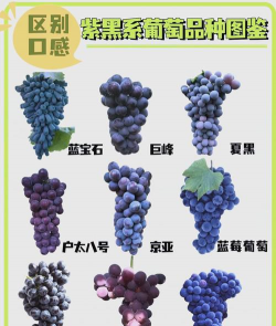 长葡萄叫什么