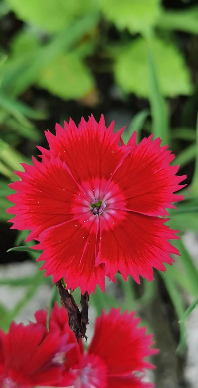 小众送妈妈的花有哪些花