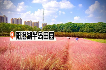 苏州哪里有粉黛乱子草园