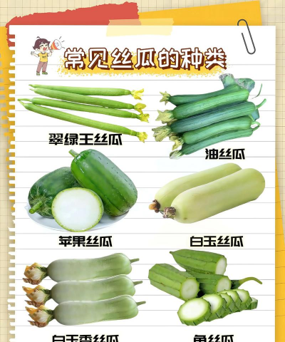 丝瓜种类图片和名称