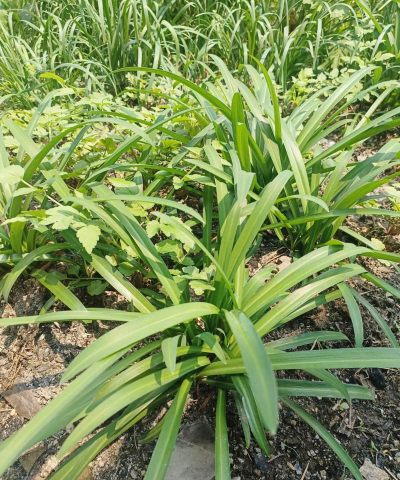 韭菜什么类型植物