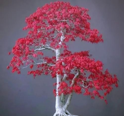 小众送妈妈的花有哪些花