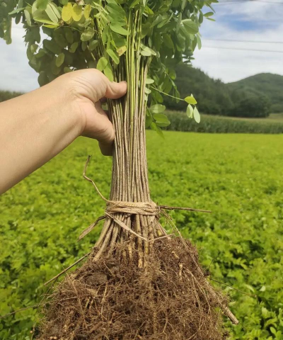 紫穗槐的种植方法