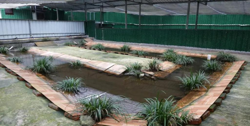 小众送妈妈的花有哪些花