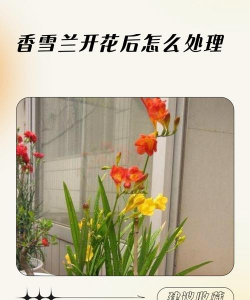 小众送妈妈的花有哪些花