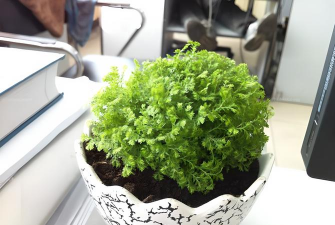 小众送妈妈的花有哪些花