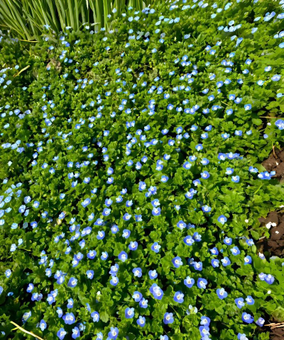 小众送妈妈的花有哪些花