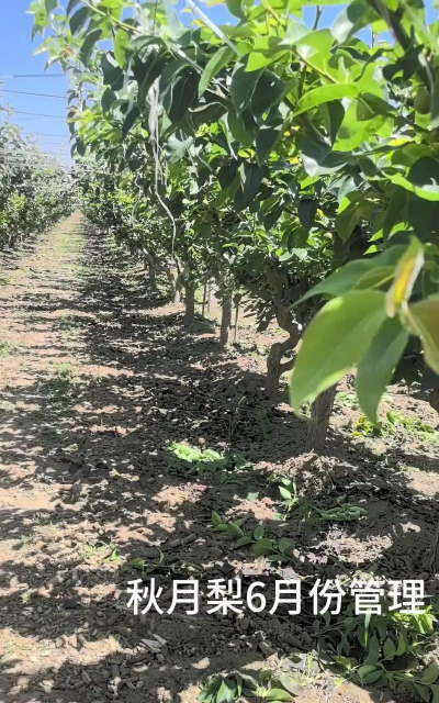 秋月梨管理技术与化肥技术