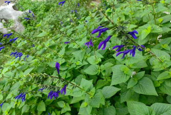 小众送妈妈的花有哪些花