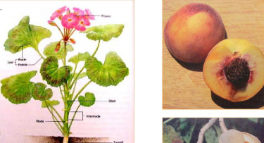 小众送妈妈的花有哪些花