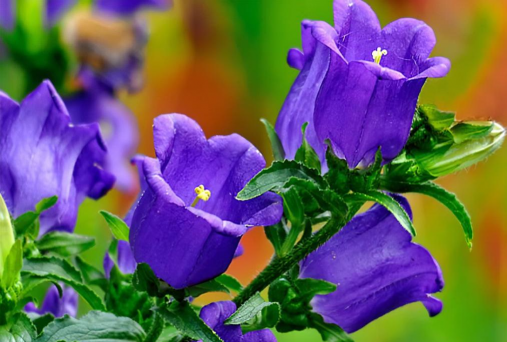 小众送妈妈的花有哪些花