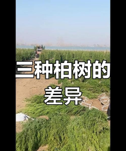 蜀桧和塔柏的区别