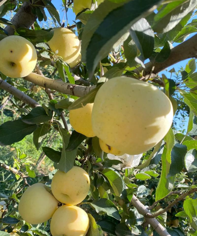 信浓甜苹果品种介绍