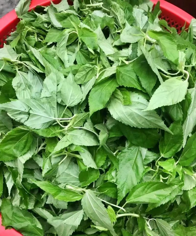 小众送妈妈的花有哪些花