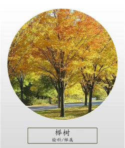 榉树和什么树的特征一样