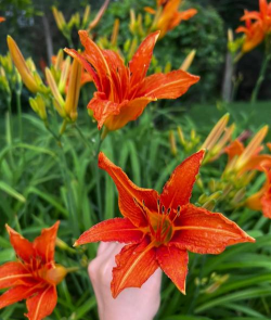 什么是大花萱草