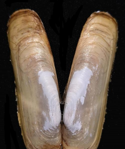 小众送妈妈的花有哪些花