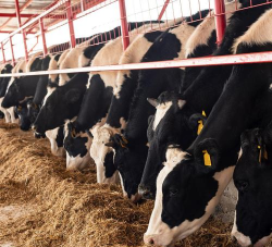 小众送妈妈的花有哪些花