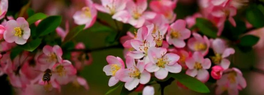 小众送妈妈的花有哪些花