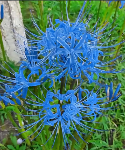 小众送妈妈的花有哪些花