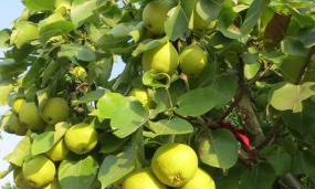 我国的果树种类居世界第几