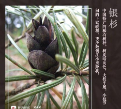 小众送妈妈的花有哪些花