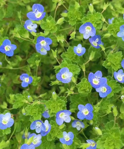 小众送妈妈的花有哪些花