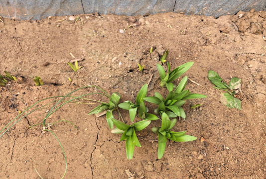 小众送妈妈的花有哪些花