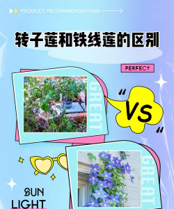 转子莲和铁线莲的区别