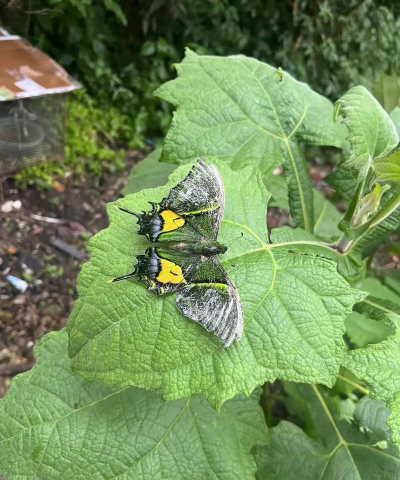 小众送妈妈的花有哪些花