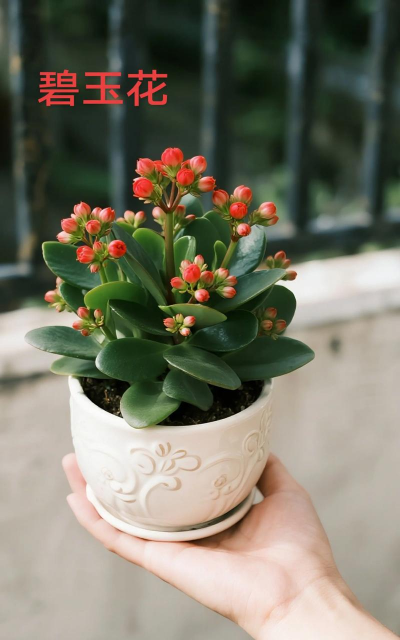 小众送妈妈的花有哪些花