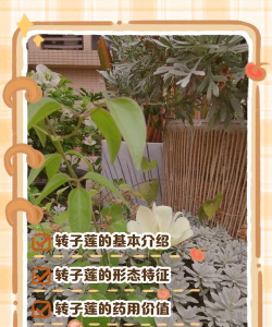 小众送妈妈的花有哪些花