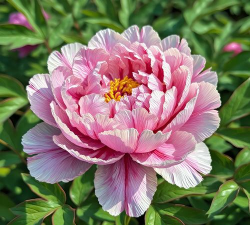 小众送妈妈的花有哪些花