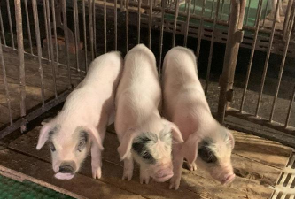 小众送妈妈的花有哪些花