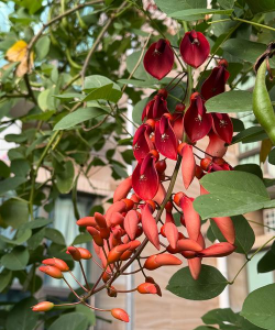 小众送妈妈的花有哪些花