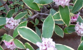 小众送妈妈的花有哪些花