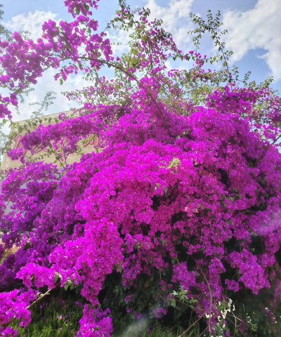 小众送妈妈的花有哪些花