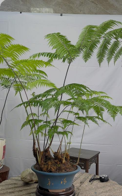 小众送妈妈的花有哪些花