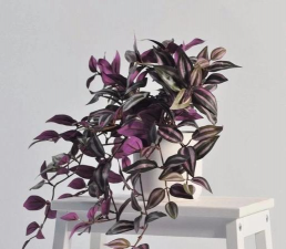 小众送妈妈的花有哪些花