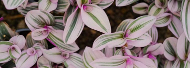 小众送妈妈的花有哪些花