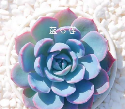 小众送妈妈的花有哪些花