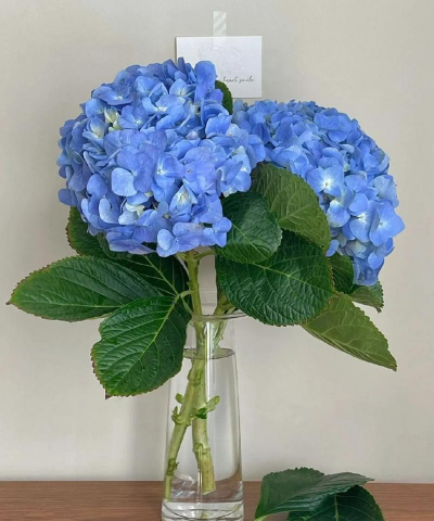 小众送妈妈的花有哪些花