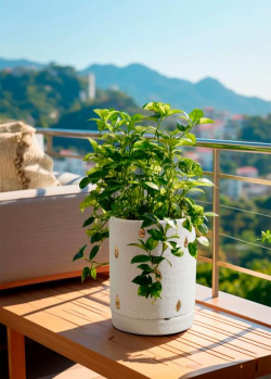 浅花盆适合养什么