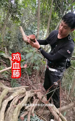 红腾是鸡血腾吗