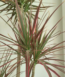 小众送妈妈的花有哪些花