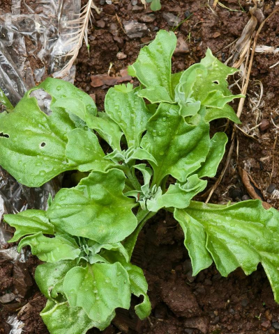 小众送妈妈的花有哪些花