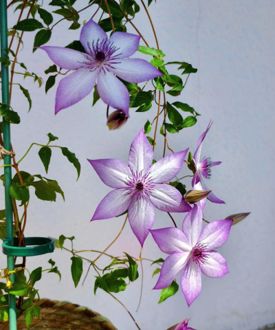 小众送妈妈的花有哪些花